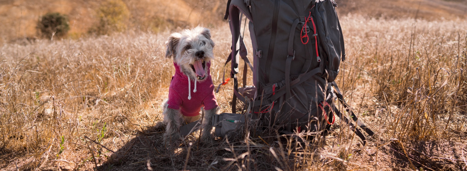 DogFriendlyCo: Gear Your Dog Deserves