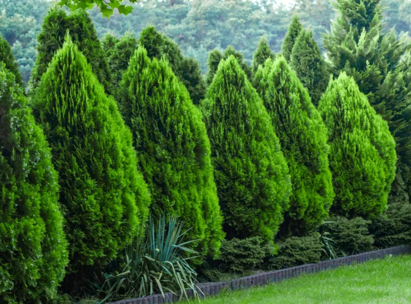 privacy-shrubs-from-garden-goods-direct